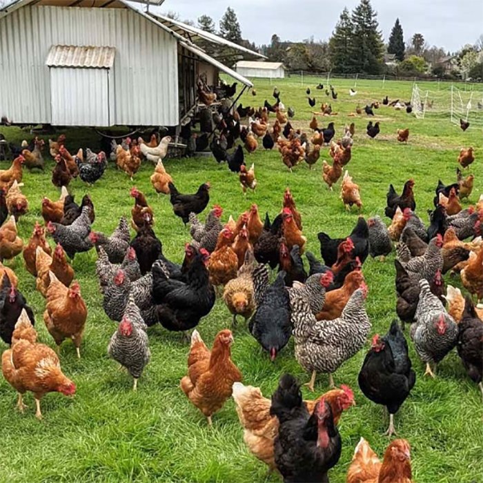 Cold room for Farming