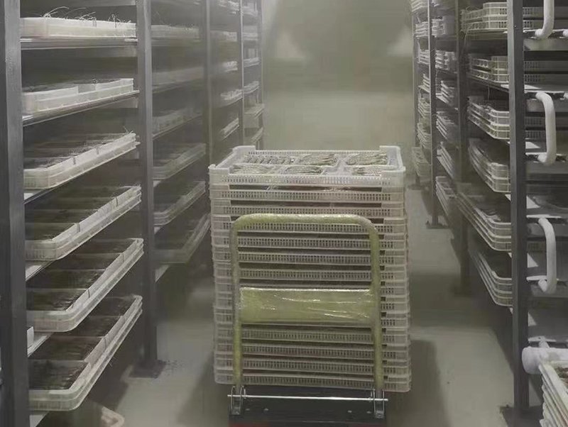 vegetable cold room factory